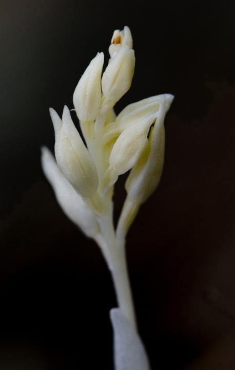 Phantom Orchid, Cephalanthera austiniae.jpg